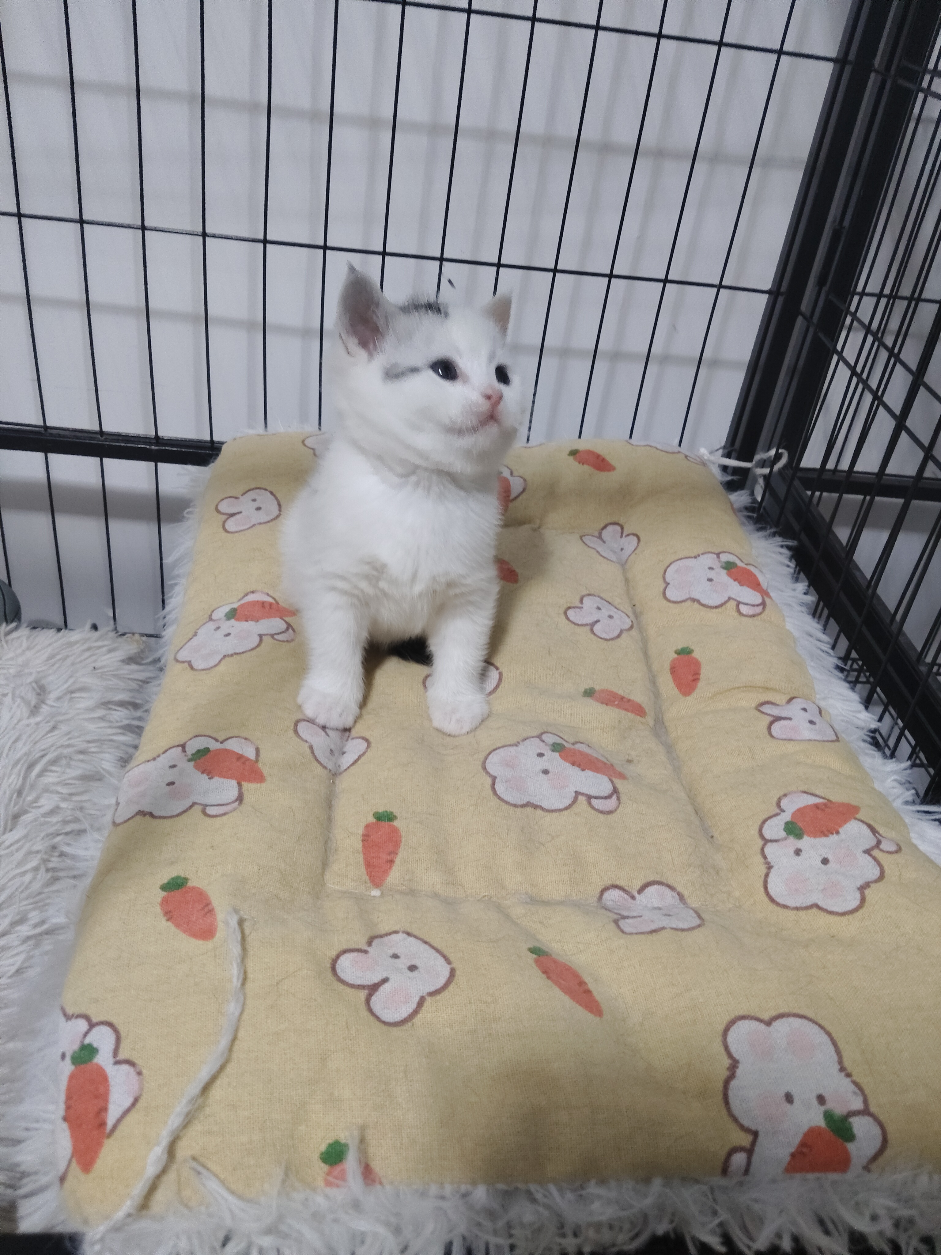 美短高白弟弟 性格温顺
